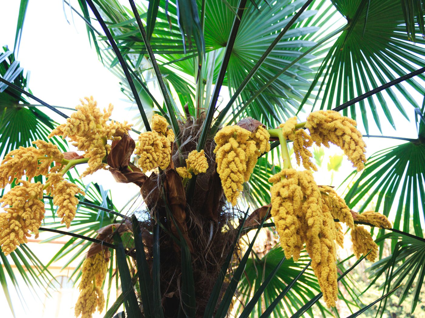 6 Best Palm Trees For San Antonio
