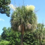 6 Best Palm Trees For South Carolina