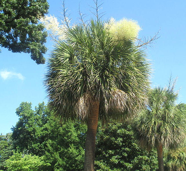 6 Best Palm Trees For South Carolina