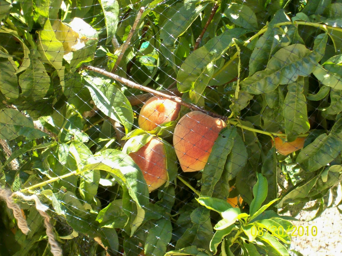 6 Best Peach Trees For Arizona