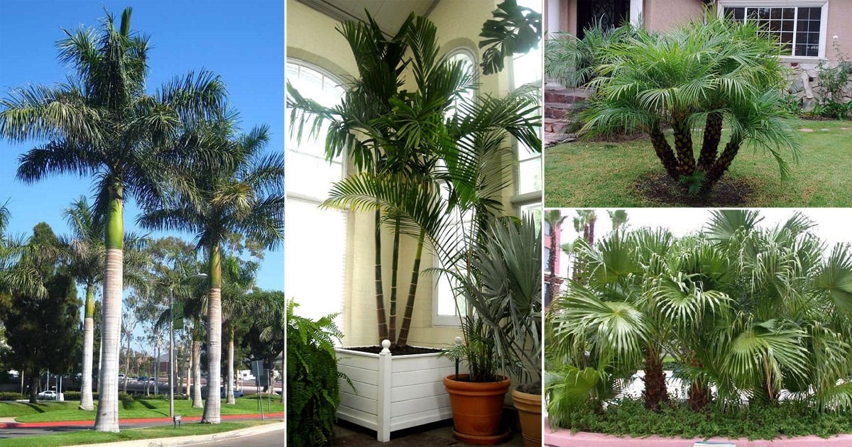 7 Best Palm Trees For Florida