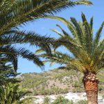 7 Best Palm Trees For Northern California