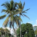 7 Best Palm Trees For Tampa FL