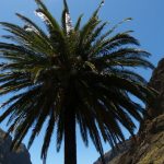 7 Best Palm Trees For Tucson Arizona