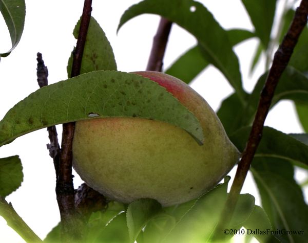 6 Best Peach Trees For Dallas Texas