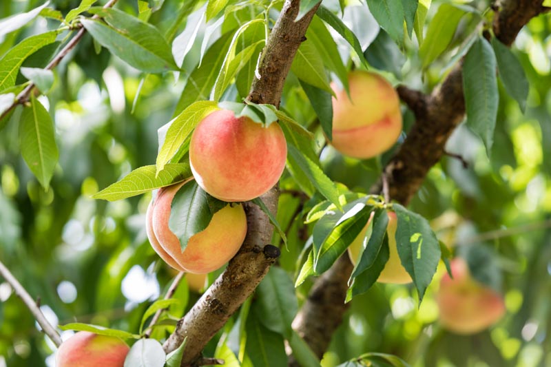 7 Best Peach Trees For Georgia