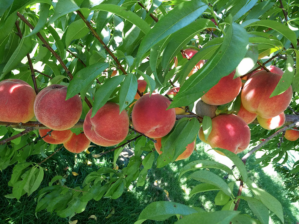 7 Best Peach Trees For Maine