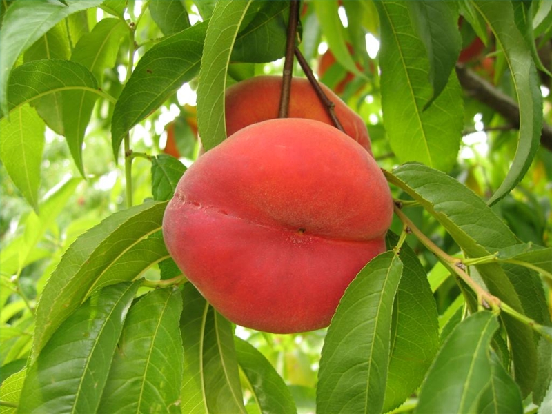7 Best Peach Trees For Northern Utah