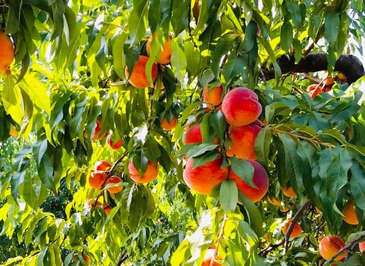 7 Best Peach Trees For Virginia