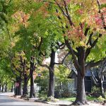 7 Best Privacy Trees For Northern Eastern & Western Texas