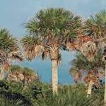 Best 5 Palm Trees For Myrtle Beach