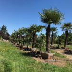 Best 5 Palm Trees For Washington State