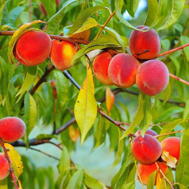 Best 5 Peach Trees For Arkansas