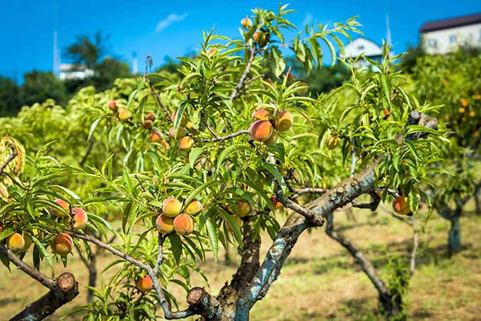 Best 5 Peach Trees For Colorado