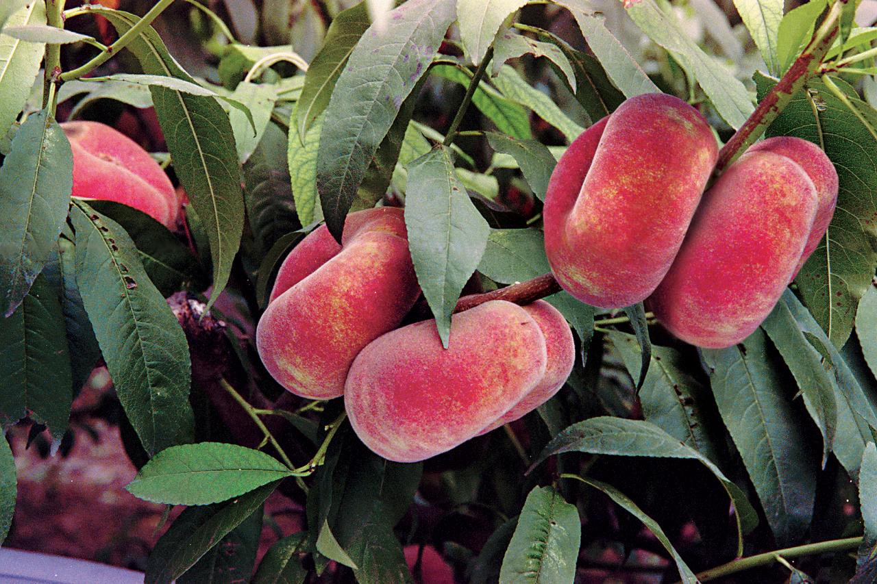 Best 5 Peach Trees For Illinois