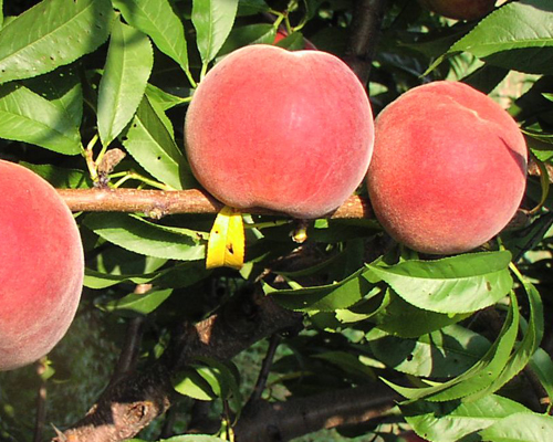 Best 5 Peach Trees For New Jersey