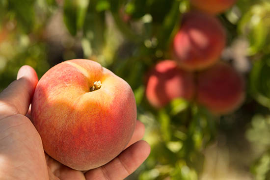 Best 5 Peach Trees For New Mexico
