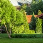 Best 5 Privacy Trees For New England