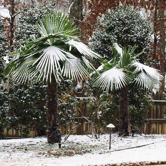 Best 6 Palm Trees For Atlanta