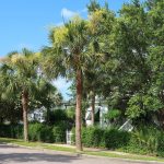Best 6 Palm Trees For Charleston SC