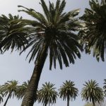 Best 6 Palm Trees For Louisiana