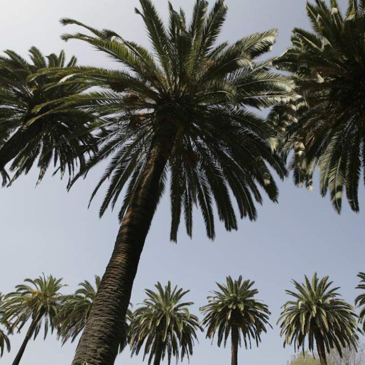 Best 6 Palm Trees For Louisiana