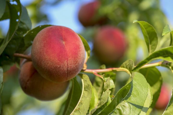 Best 6 Peach Trees For Missouri
