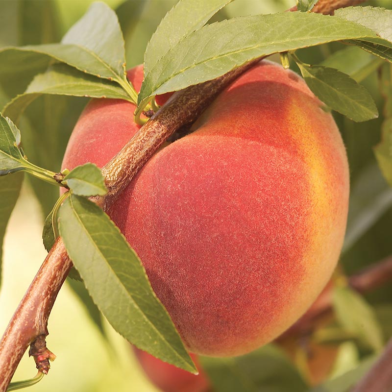 Best 7 Peach Trees For Ohio