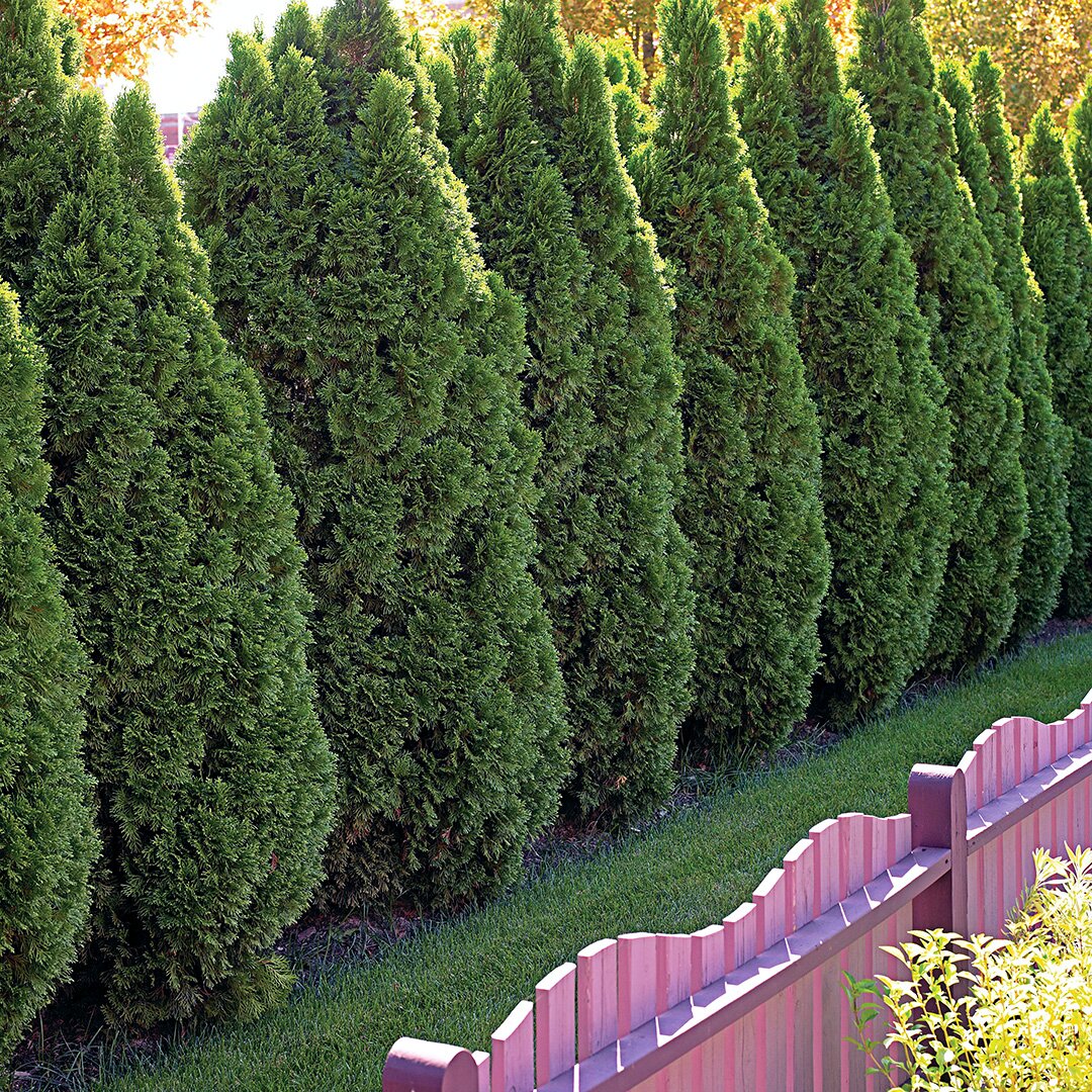 Do you need a permit to plant privacy trees?