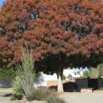 Best 6 Privacy Trees For Phoenix Arizona