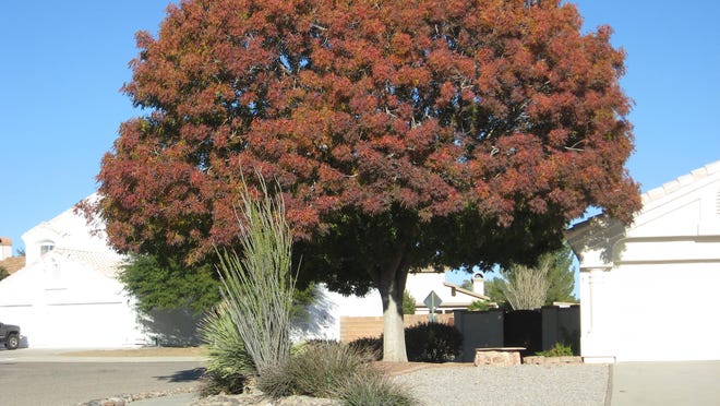 Best 6 Privacy Trees For Phoenix Arizona