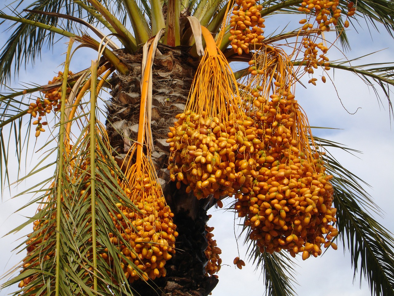 Best 7 Palm Trees For Phoenix AZ