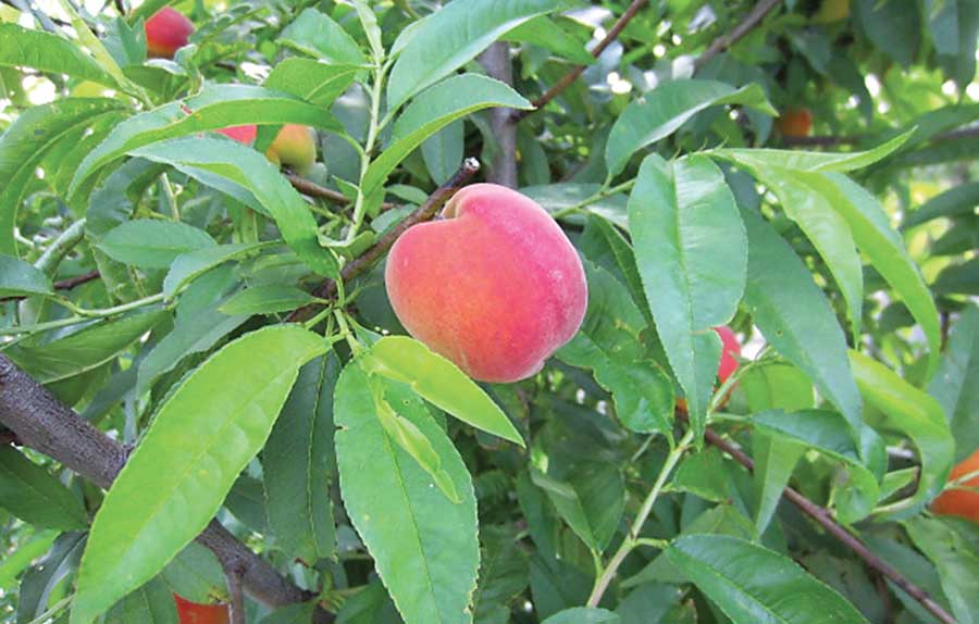Best 7 Peach Trees For Florida