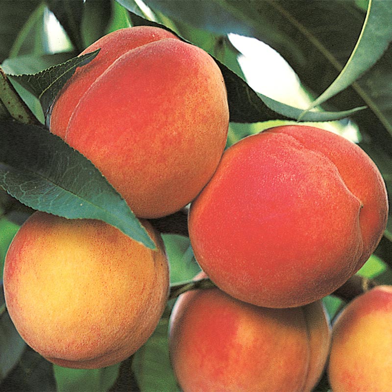 Best 7 Peach Trees For Indiana