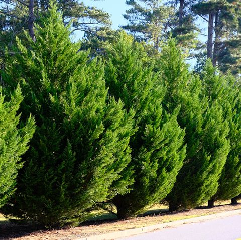 What are privacy trees called?
