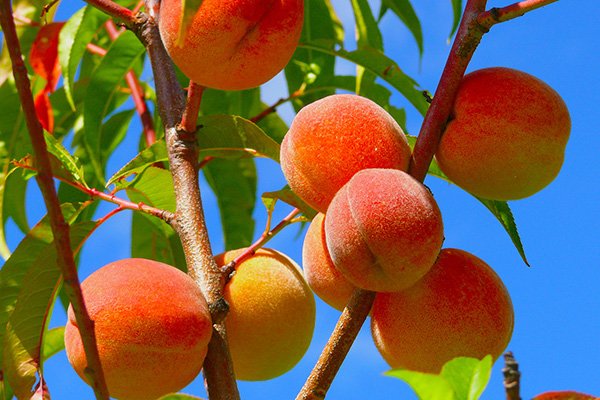 Best 5 Peach Trees For New Hampshire
