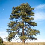 Best Pine Trees For New York