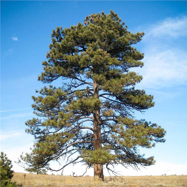 5 Best Pine Trees For New York