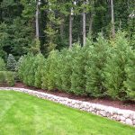Best 5 Privacy Trees For Georgia