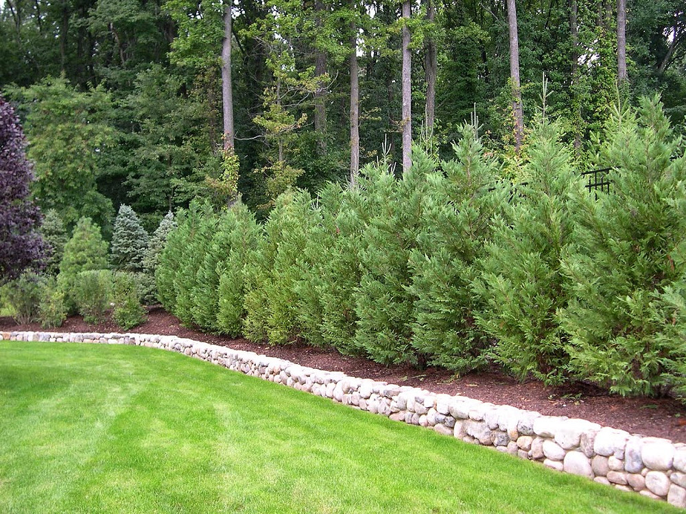 Best 5 Privacy Trees For Georgia
