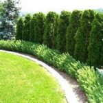 6 Best Privacy Trees For Upstate NY