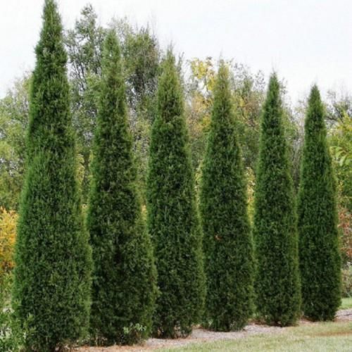Best 6 Privacy Trees For Washington State