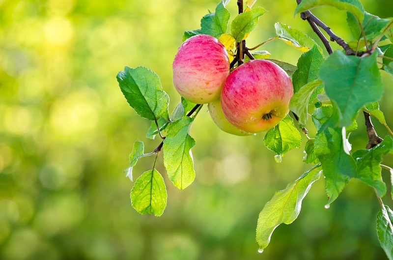 6 Best Peach Trees For Kansas