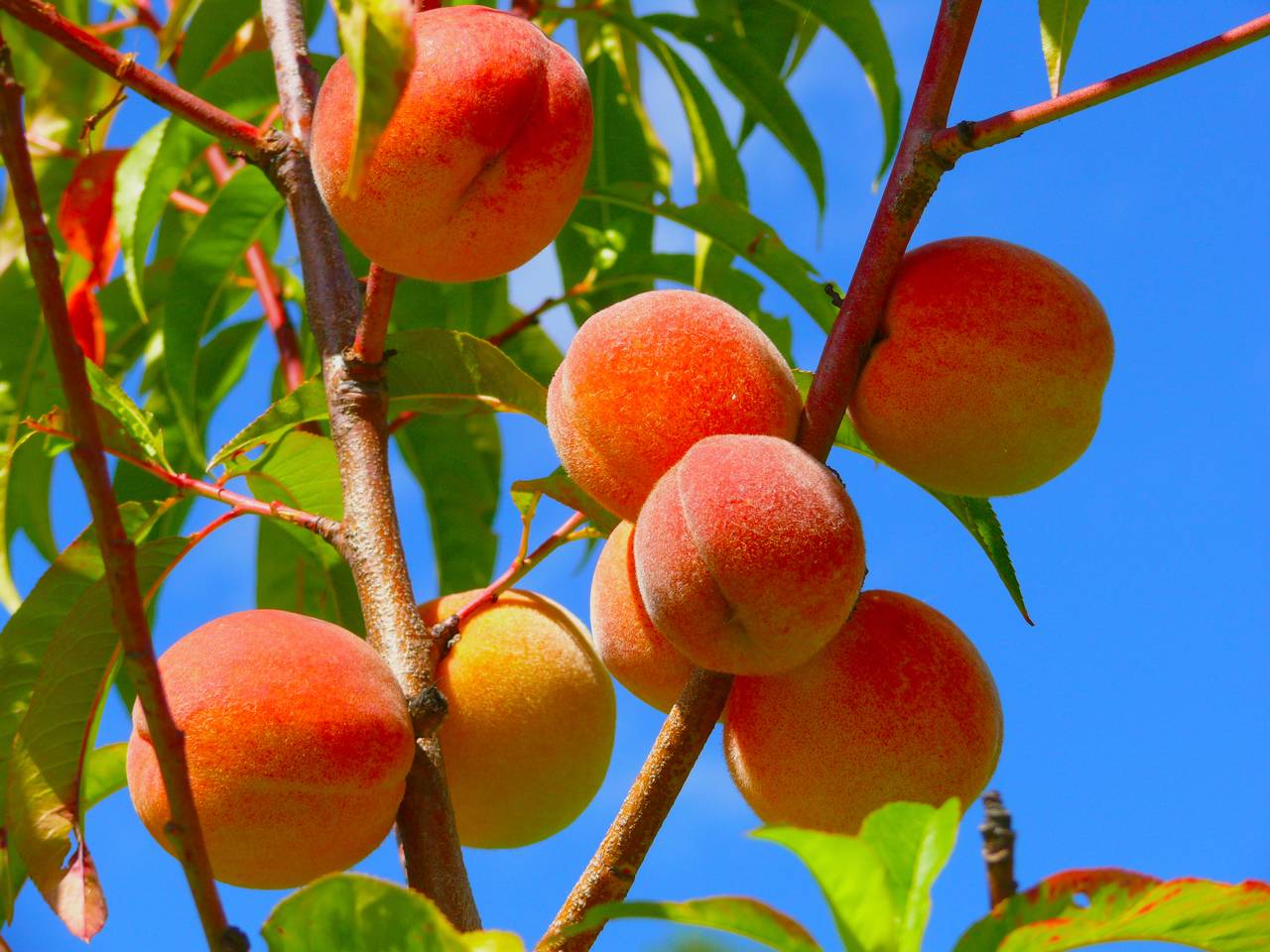 6 Best Peach Trees For Sacramento