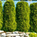 6 Best Privacy Trees For Houston