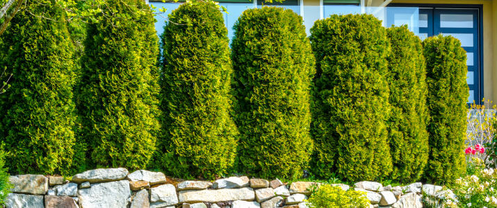 How tall are privacy trees?