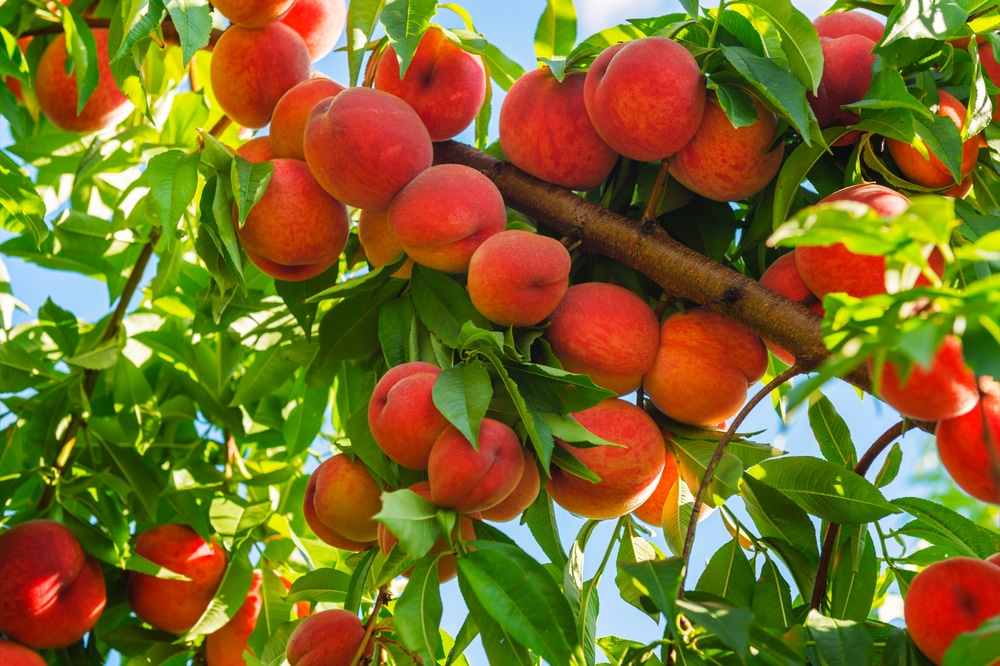 How Fast Does Peach Trees Grow?