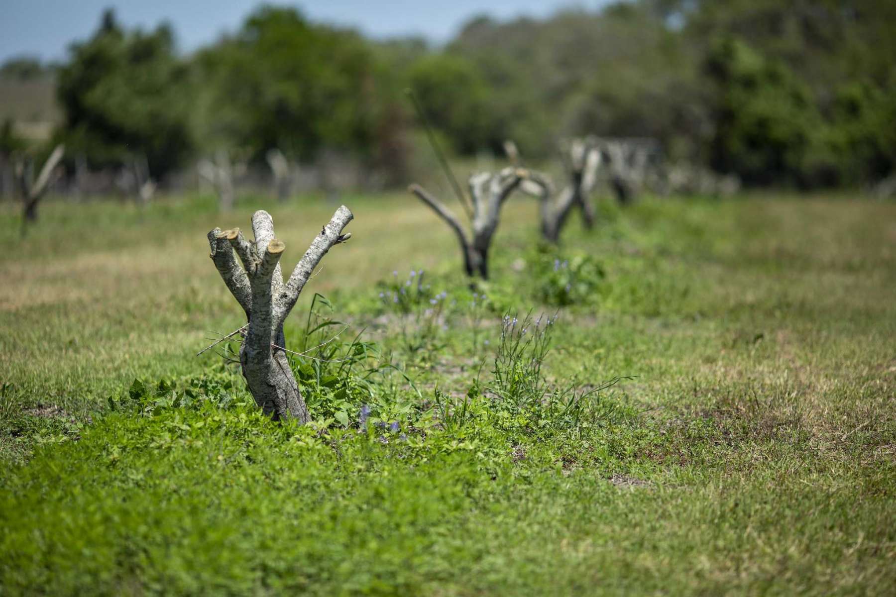 5 Best Olive Tree For Central Texas