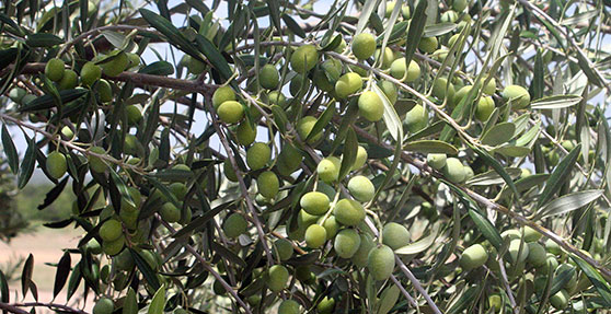 5 Best Olive Tree For Houston