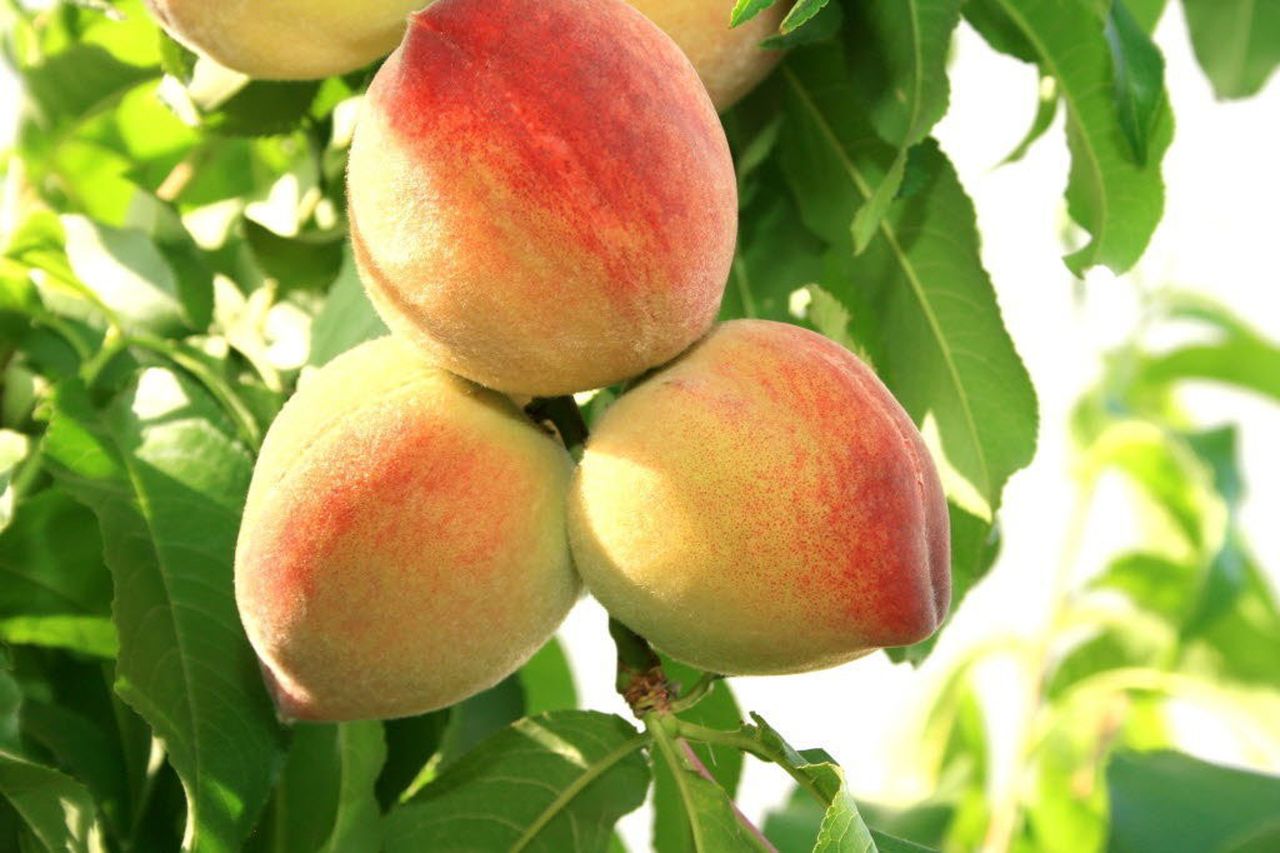 5 Best Peach Trees For South Alabama